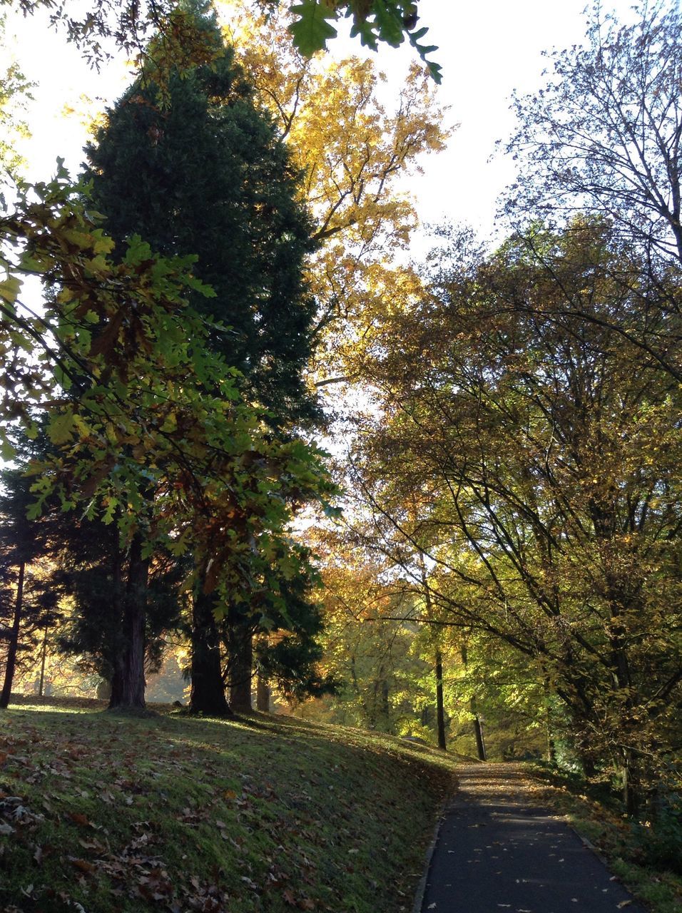 TREES IN PARK AGAINST SKY