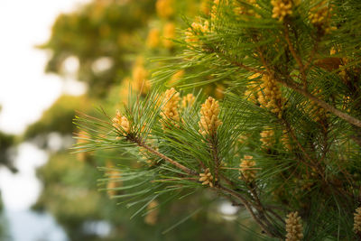 Close-up of pine tree