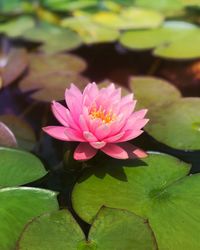 Close-up of pink lotus water lily in pond