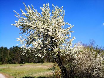 Tree in field against clear blue sky