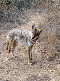 View of dog on field