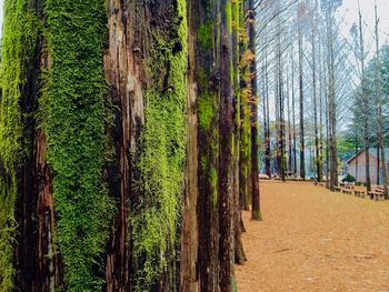 Panoramic view of pine trees in forest