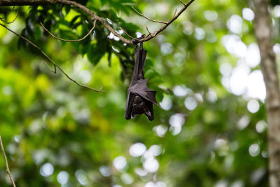 Flying fox hanging on tree