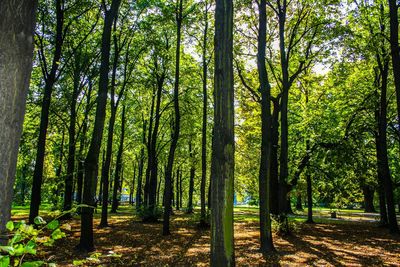 Trees growing in forest