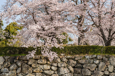 View of cherry blossom against wall