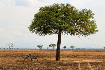 Tree on field against sky