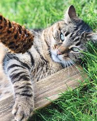 Close-up portrait of a cat