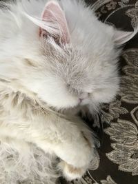 Close-up of cat sleeping