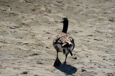 View of bird on field