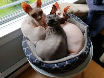 High angle view of 3 sphynx cats sitting by window at home