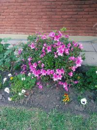 Close-up of pink flowering plant against brick wall