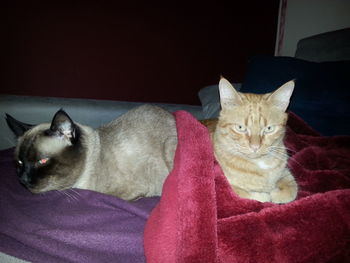 Portrait of cat lying on sofa