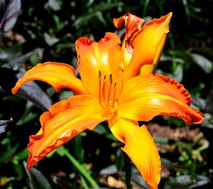 Close-up of day lily blooming outdoors