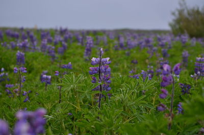 Close-up of purple flowering plants on field