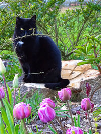 Close-up of cat on flower tree