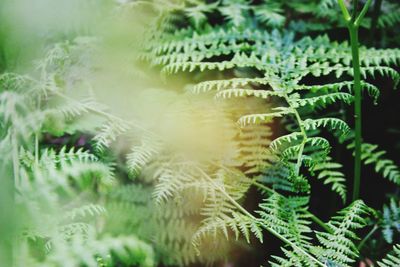 Close-up of fern