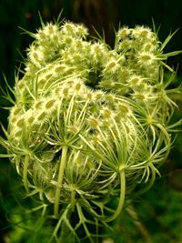 Close-up of flowers