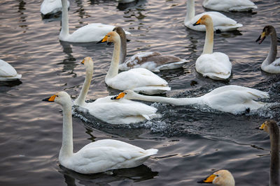 Swans swimming in lake