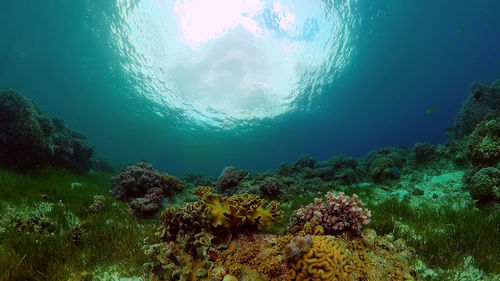 View of coral swimming in sea