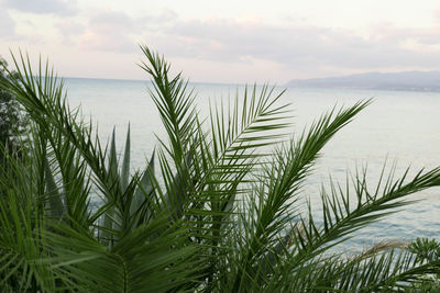 Close-up of plants at beach against sky