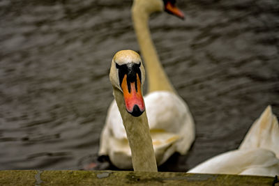 Close-up of swan in lake