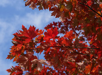 Low angle view of maple tree against sky