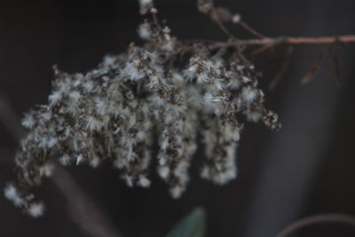 Close-up of spider web