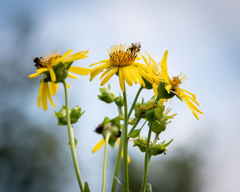 Close-up of yellow flowering plant