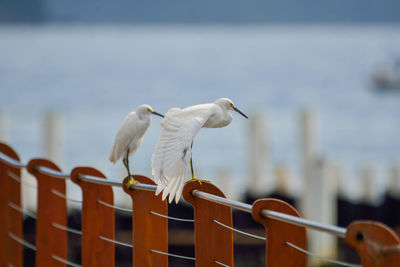 Seagull perching on wooden post