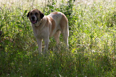 Portrait of dog standing on field