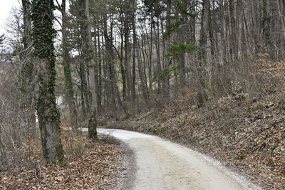 Road amidst trees in forest