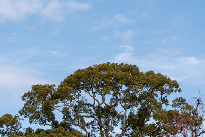 Low angle view of trees against sky