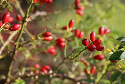 Close-up of berries growing on tree