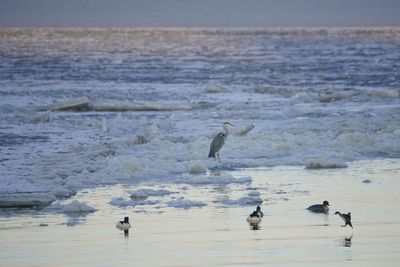 Birds on beach