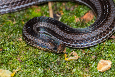 Close-up of snake