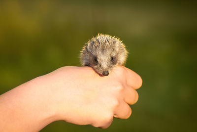 Close-up of human hand holding hedgehog