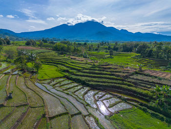 Scenic view of agricultural field against sky