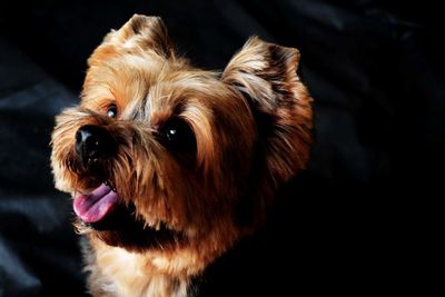 Close-up portrait of dog