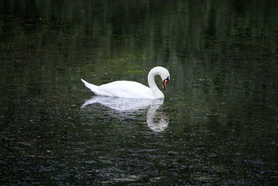 Swan swimming in lake