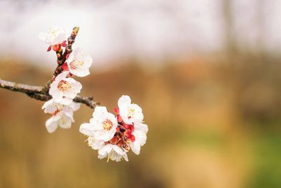 Close-up of pink flowers on branch