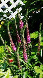 Close-up of flowers blooming outdoors