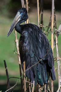 Close-up of bird perching on branch