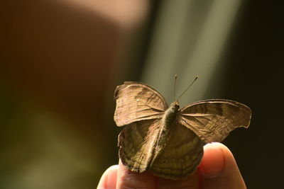 Close-up of butterfly on hand