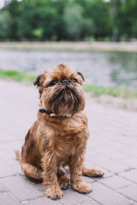 Portrait of dog sitting on footpath