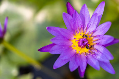 Close-up of purple flower