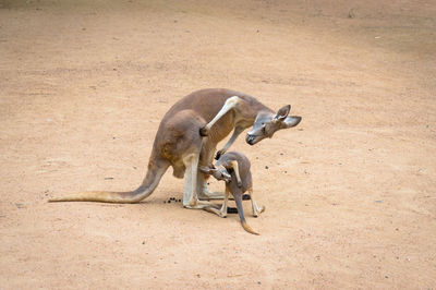 Kangaroo with joey in the wild