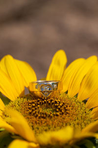 Close-up of yellow sunflower