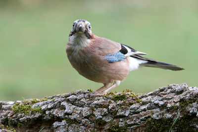 Close-up of bird perching on rock