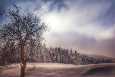 Bare trees on snow covered landscape against sky