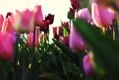 Close-up of tulips blooming outdoors